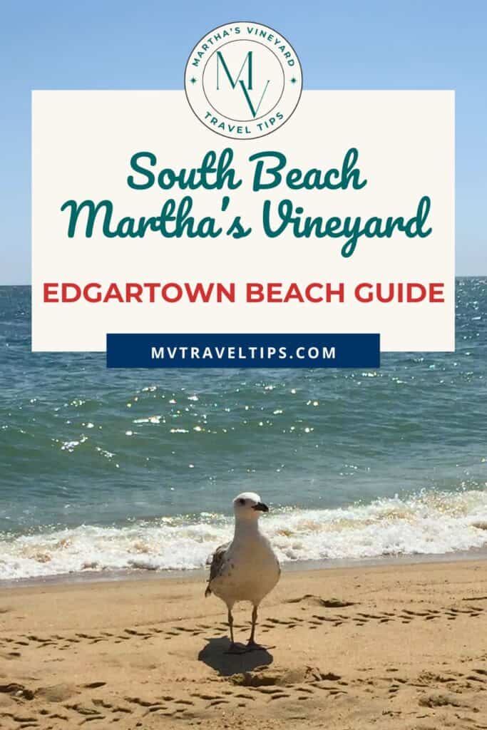 pinterest pin image for South Beach Martha's Vineyard. Seagull standing on a beach with the ocean in the background